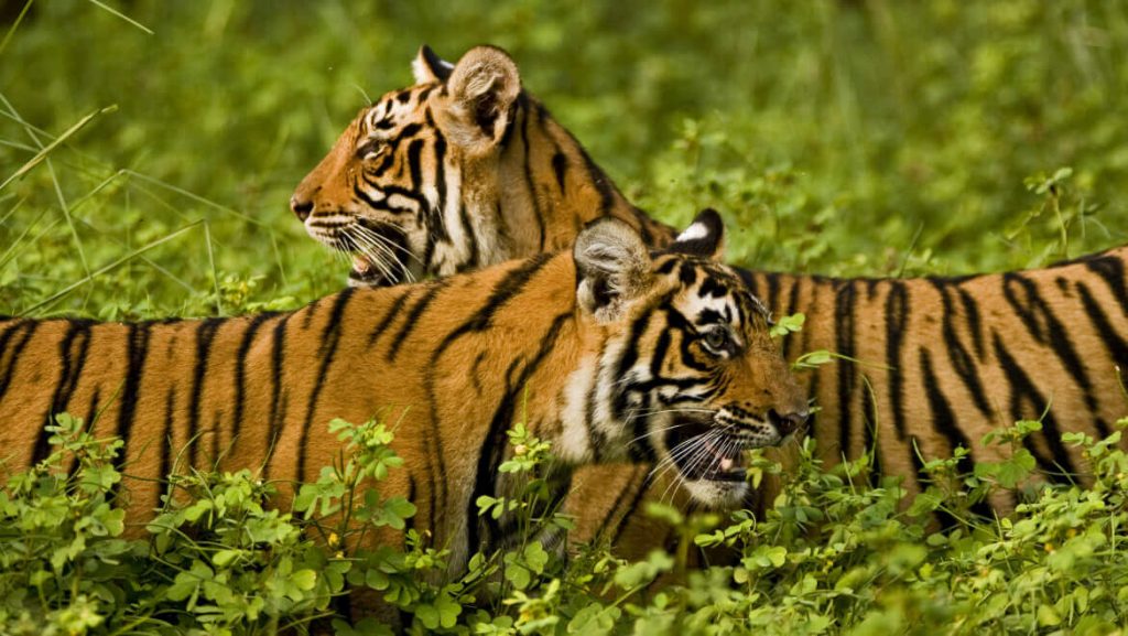 Tiger park